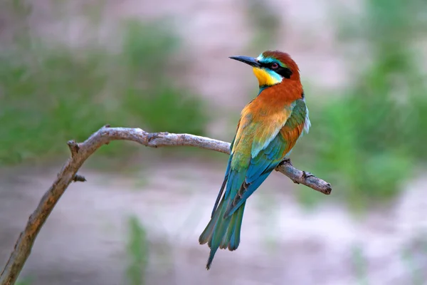 Egzotikus trópusi madár — Stock Fotó