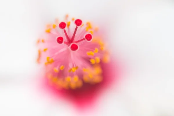 Macro photography of hibiscus flower — Stock Photo, Image