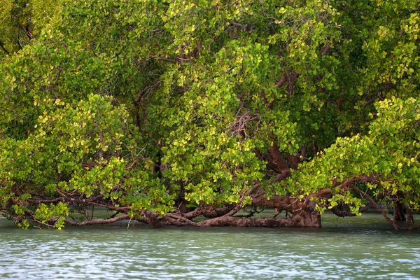 Yemyeşil bitki örtüsü ve okyanus manzaralı mangrov orman — Stok fotoğraf