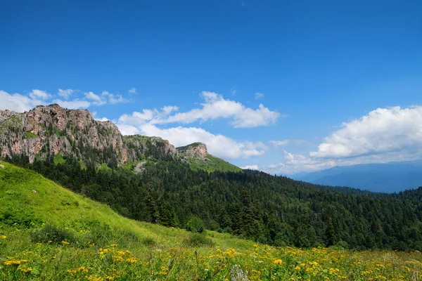 亜高山帯の山の牧草地と森の風景 — ストック写真