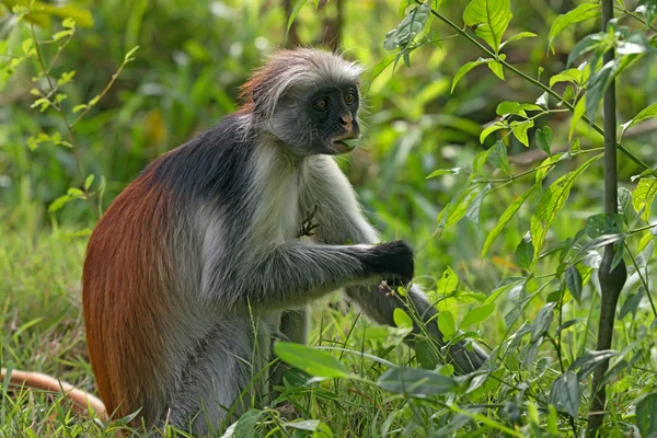 桑给巴尔岛红疣猴 — 图库照片