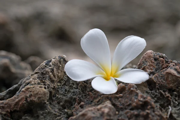 Hermosa flor blanca de plumeria —  Fotos de Stock