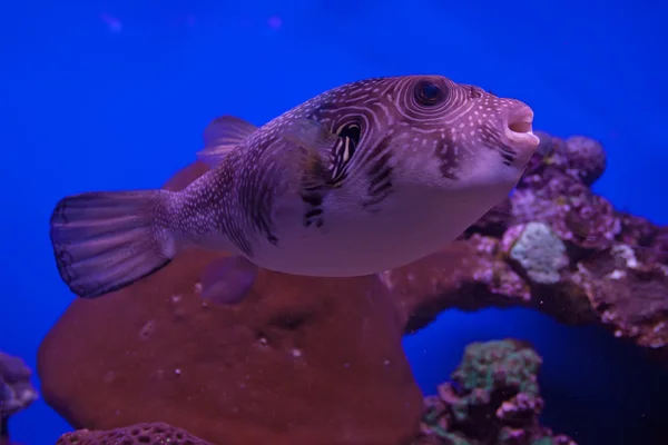 White-spotted puffer — Stock Photo, Image