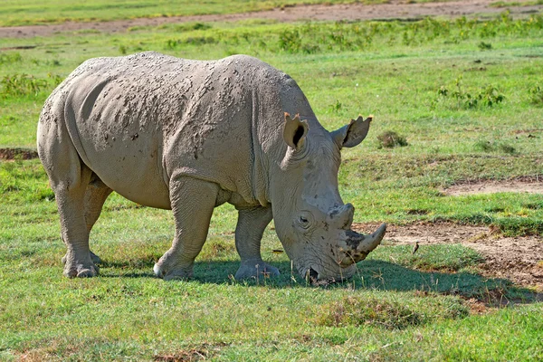 Nosorožec bílý (Ceratotherium simum) — Stock fotografie