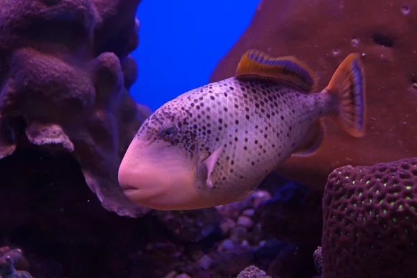 Yellowmargin triggerfish (Flavimarginatus pseudobalistes ) — Stok fotoğraf