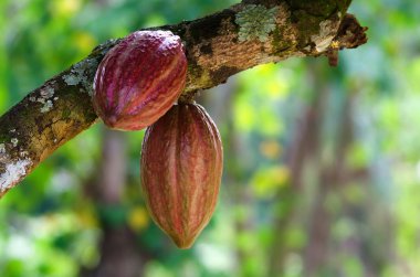 Cocoa fruit on a tree clipart
