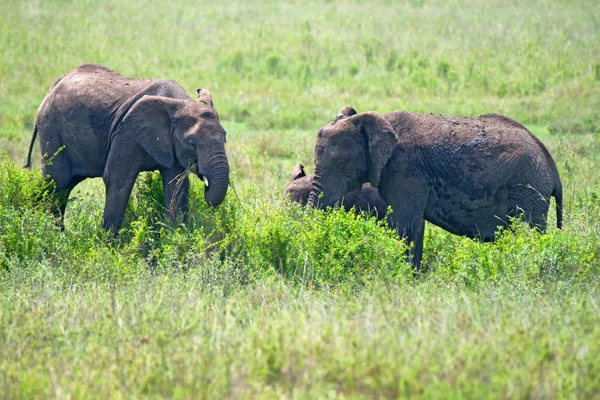 Elefantes africanos (Loxodonta Africana ) — Fotografia de Stock