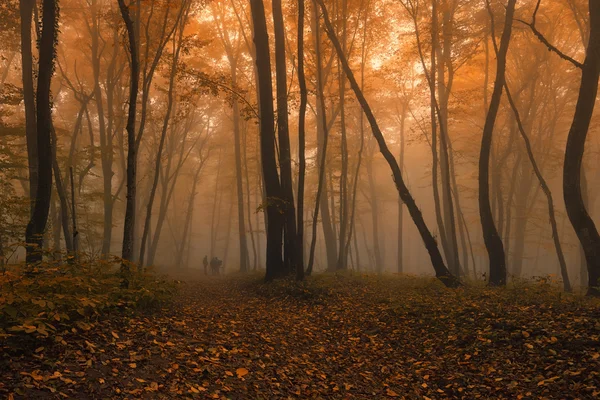 Perso nella foresta — Foto Stock