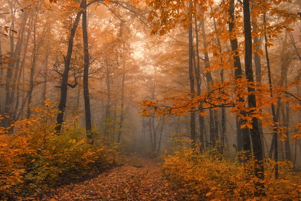 Awesome hösten skogen — Stockfoto