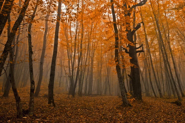 Impressionante foresta autunno — Foto Stock