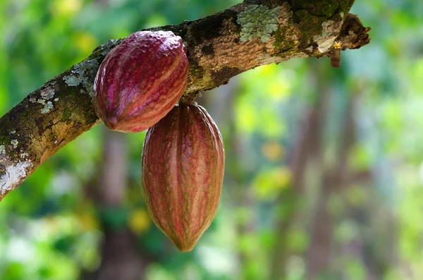 Cacao vrucht op een boom — Stockfoto