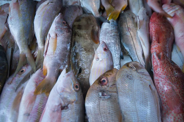Çeşitli tropikal balıklar — Stok fotoğraf