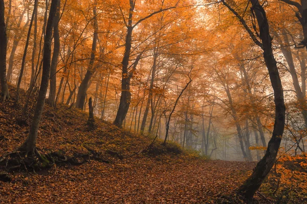 Super podzimní Les — Stock fotografie