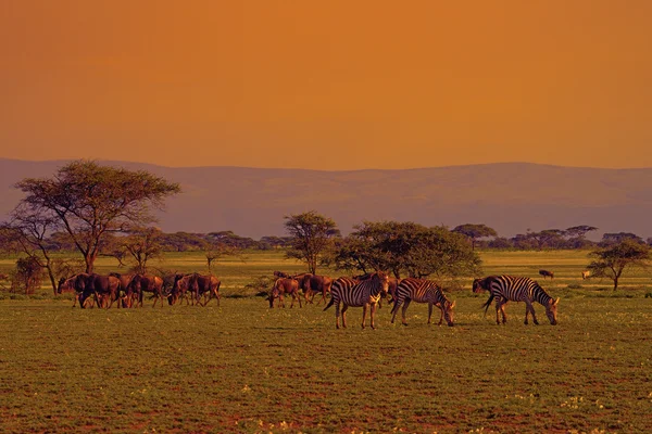 Savannah puesta de sol con animales — Foto de Stock