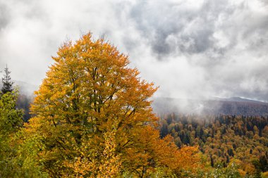 Fantezi sonbahar manzara