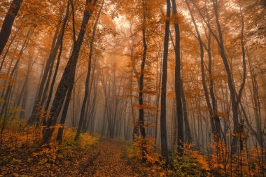 Sonbahar fantezi manzara