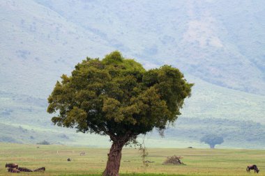 Ngorongoro Savannah peyzaj