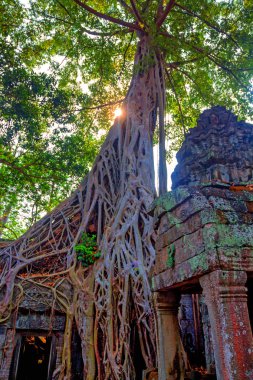 Kamboçya 'daki Ta Prohm Tapınağı