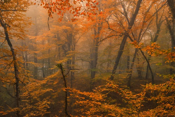 Осінній фантазії краєвид — стокове фото