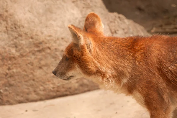 Dhole (alpinus do cubo ) — Fotografia de Stock