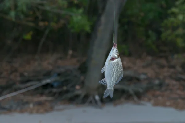 Processo de pesca — Fotografia de Stock