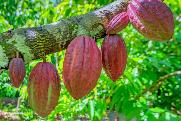 Uva de vid jugosa madura — Foto de Stock