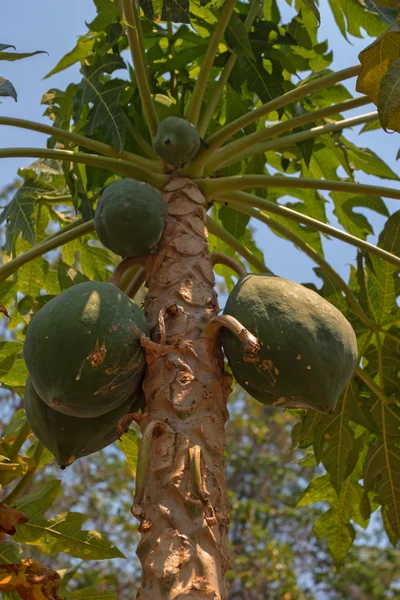 Papaya boom (Carica papaya ) — Stockfoto