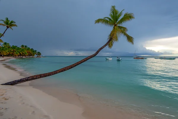 Plage tropicale avec palmiers et océan — Photo
