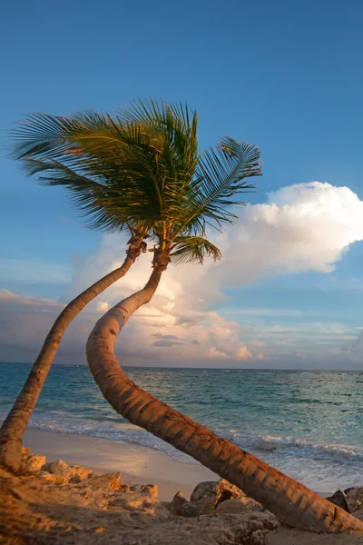 Plage tropicale avec palmier — Photo