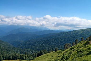 dağ orman manzarası