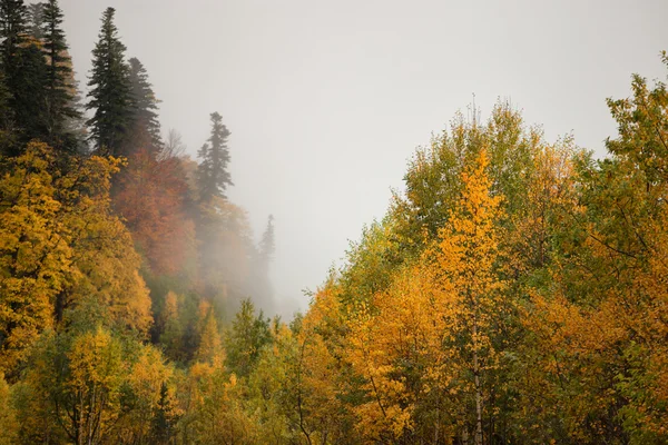 Foggy fall forest — Stock Photo, Image