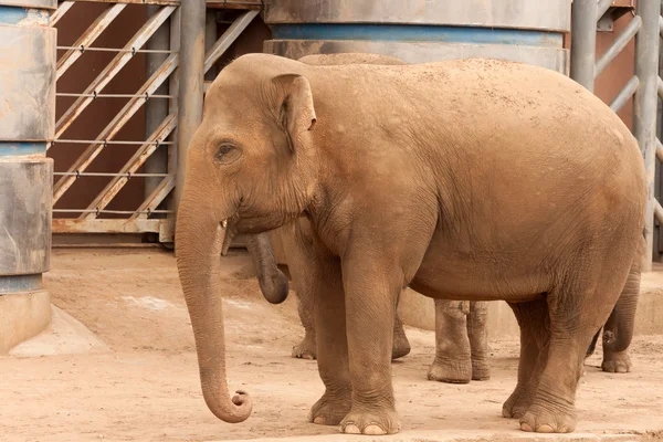 Elefante asiático maduro — Foto de Stock