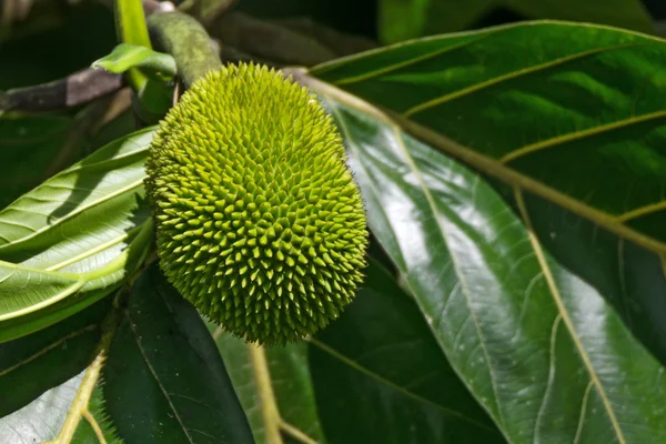 Fruta de pão em uma árvore — Fotografia de Stock