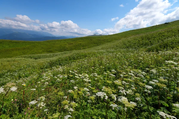 Fiori del prato di montagna — Foto Stock