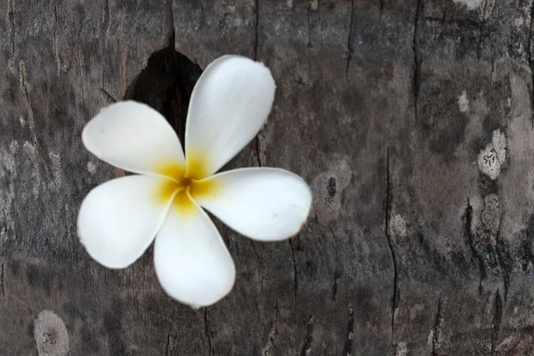 Fleur plumeria blanche — Photo