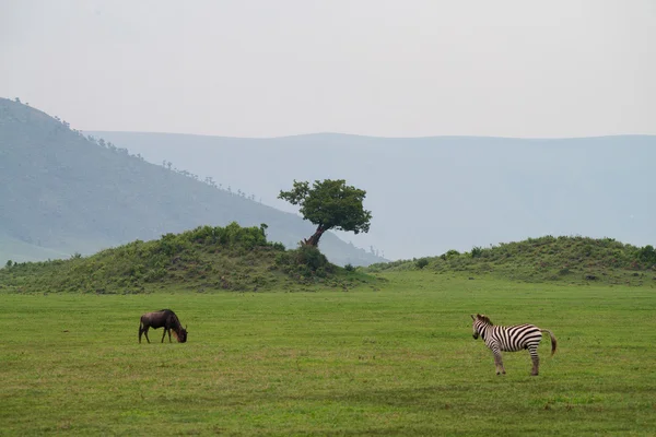 Krajobraz sawanny w Ngorongoro Conservation Area — Zdjęcie stockowe