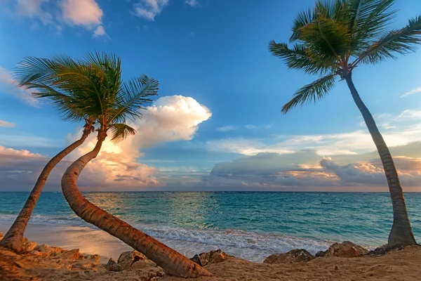 Plage tropicale avec palmiers et océan — Photo