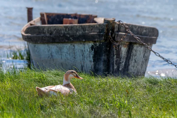 Pato en la granja — Foto de Stock