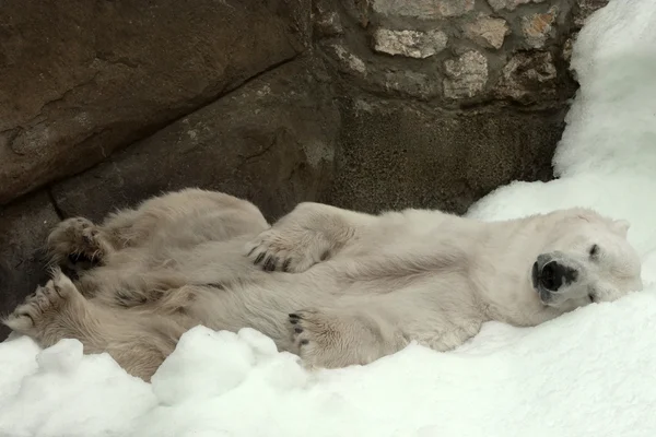 Oso polar (Ursus maritimus  ) — Foto de Stock