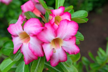 Güzel çiçek adenium