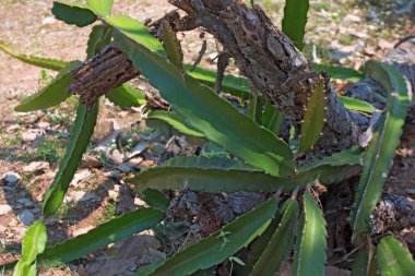Pitaya or pitahaya cactus ( Hylocereus )