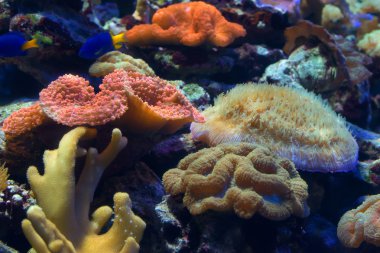 Renkli mercan parçası