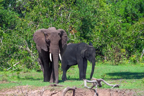 Par de elefantes africanos (Loxodonta africana  ) — Fotografia de Stock