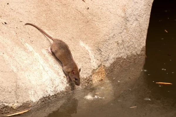 Gemeenschappelijke bruine rat in stedelijke omgeving — Stockfoto