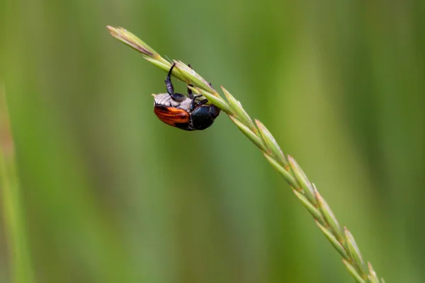 Cockchafer o puede error — Foto de Stock