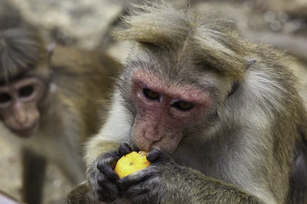 Toque Macaque in Sri Lanka — стокове фото