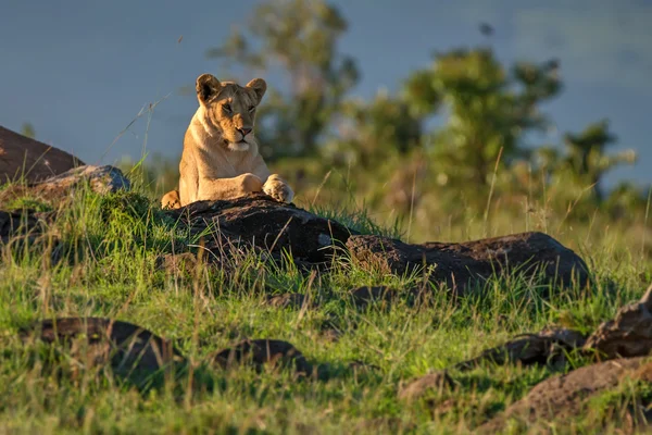 Leoa na savana — Fotografia de Stock