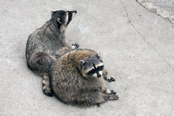 捕われの身でアライグマのペア — ストック写真