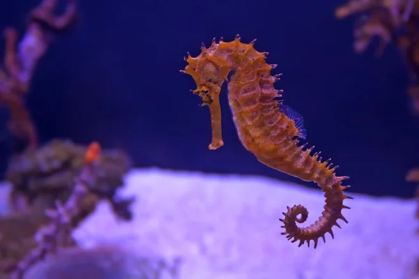 Closeup seahorse v akváriu — Stock fotografie