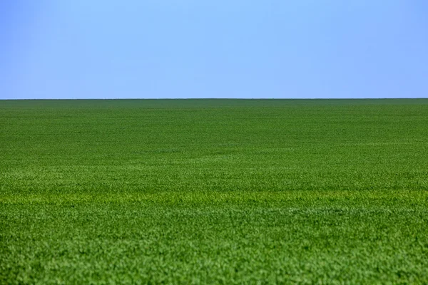 绿色的田野和地平线 — 图库照片